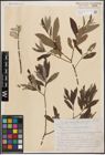 Foto von Salix aurita L. x Salix cinerea L. x Salix viminalis L.